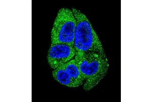 Confocal immunofluorescent analysis of DARS Antibody (N-term) (ABIN655040 and ABIN2844671) with HepG2 cell followed by Alexa Fluor 488-conjugated goat anti-rabbit lgG (green).
