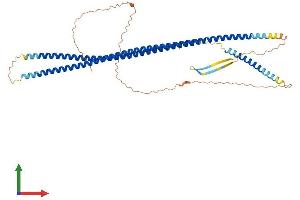 AlphaFold protein structure predicition of Mouse Recombinant Krt14 Protein, UniprotID Q61781 (KRT14 Protein (AA 1-484) (His tag))
