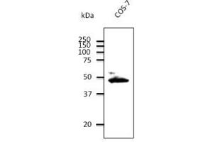 Endogenous CX43 detcted at 1/1000 dilution; Iysate at 100 µg and rabbit polyclonal to goat lgG (HRP) at 1/10,000 dilution. (Connexin 43/GJA1 antibody  (C-Term))