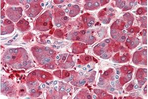 ABIN570995 (5µg/ml) staining of paraffin embedded Human Pancreas. (XPNPEP1 antibody  (C-Term))