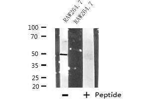 Western blot analysis of extracts from RAW264. (RNF14 antibody  (N-Term))