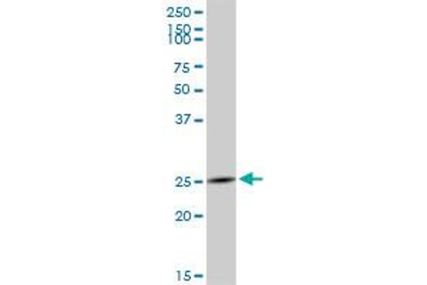 GZMH antibody  (AA 1-246)