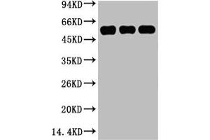 Western blot analysis of 1) Hela, 2) Mouse Kidney tissue, 3) Rat Heart tissue, diluted at 1:5000. (TUBB3 antibody)