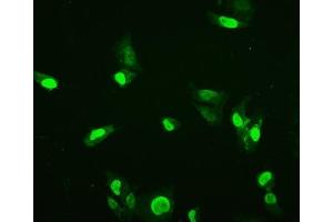 IF analysis of HMGB3 using anti-HMGB3 antibody (ABIN7603126). (HMGB3 antibody  (N-Term))