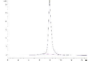 The purity of Human CLEC9A is greater than 95 % as determined by SEC-HPLC. (CLEC9A Protein (AA 57-241) (Fc Tag))