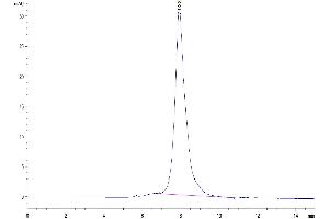 The purity of Human CLEC9A is greater than 95 % as determined by SEC-HPLC. (CLEC9A Protein (AA 57-241) (Fc Tag))