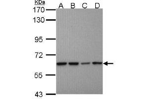 WB Image Sample (30 ug of whole cell lysate) A: A431 , B: H1299 C: Hela D: Hep G2 , 7. (Proteasome 26S S3 (Center) antibody)