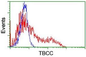 HEK293T cells transfected with either RC203563 overexpress plasmid (Red) or empty vector control plasmid (Blue) were immunostained by anti-TBCC antibody (ABIN2455773), and then analyzed by flow cytometry. (TBCC antibody)