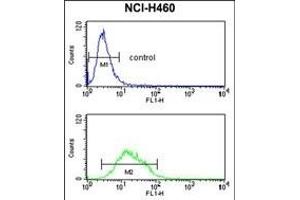 KCNJ2 Antibody (C-term) (ABIN390913 and ABIN2841116) flow cytometry analysis of NCI- cells (bottom histogram) compared to a negative control cell (top histogram). (KCNJ2 antibody  (C-Term))