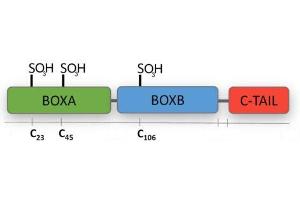 Terminally oxidized-HMGB1 has all the cysteines oxidized to sulfonates and has no activity, either as a chemoattractant or in cytokine stimulation. (HMGB1 Protein (Terminally oxidized))