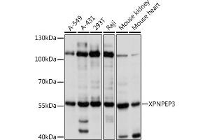 Western blot analysis of extracts of various cell lines, using XPNPEP3 Rabbit pAb  at 1:1000 dilution. (XPNPEP3 antibody  (AA 1-250))
