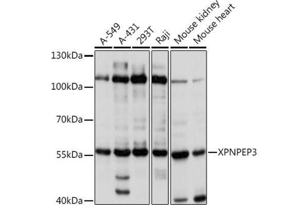 XPNPEP3 抗体  (AA 1-250)