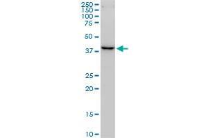 FBXO22 antibody  (AA 1-299)