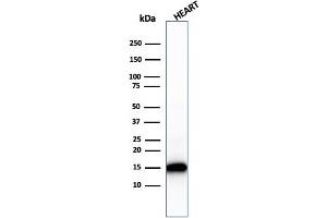 Western Blot Analysis of human heart tissue lysate using Cytochrome C Recombinant Mouse Monoclonal Antibody (rCYCS/1010). (Recombinant Cytochrome C antibody  (AA 1-80))