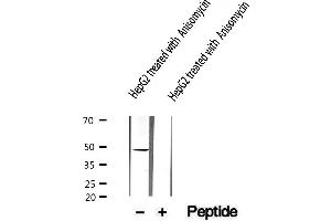 Western blot analysis of extracts from HepG2, using IKK-γ (Phospho-Ser85) Antibody. (IKBKG antibody  (pSer85))