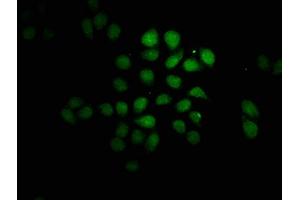 Immunofluorescence (IF) image for anti-FEV (ETS Oncogene Family) (FEV) (AA 1-97) antibody (ABIN7165594)