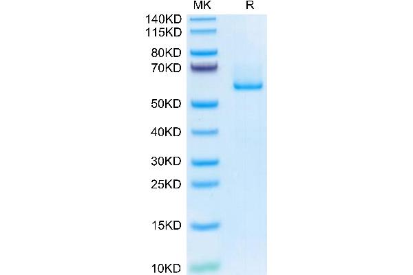 FBLN3 Protein (AA 18-493) (His tag)