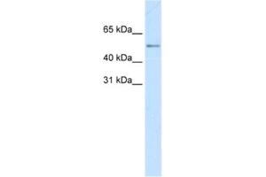 Western Blotting (WB) image for anti-Myc Proto-Oncogene protein (MYC) antibody (ABIN2463685) (c-MYC antibody)
