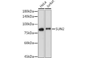 Western blot analysis of extracts of various cell lines, using SUN2 antibody (ABIN7270135) at 1:2000 dilution. (SUN2 antibody)