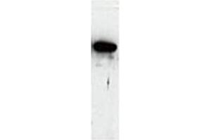 Western Blot of Cell lysate from Human using PADI antibody Cat.