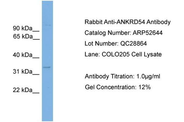 ANKRD54 antibody  (Middle Region)