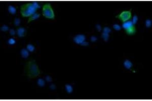 Image no. 2 for anti-Mitogen-Activated Protein Kinase 13 (MAPK13) antibody (ABIN1499958) (MAPK13 antibody)