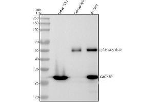 anti-Calcyclin Binding Protein (CACYBP) (AA 7-47), (N-Term) antibody