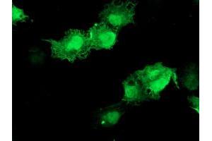 Anti-AKT1 mouse monoclonal antibody (ABIN2455510) immunofluorescent staining of COS7 cells transiently transfected by pCMV6-ENTRY AKT1 (RC220257). (AKT1 antibody)