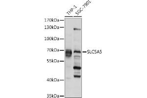 Western blot analysis of extracts of various cell lines, using SLC5 pAb (ABIN6127280, ABIN6148023, ABIN6148024 and ABIN6225047) at 1:1000 dilution. (SLC5A5 antibody  (AA 544-643))