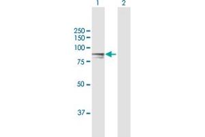 Western Blot analysis of H6PD expression in transfected 293T cell line by H6PD MaxPab polyclonal antibody. (Glucose-6-Phosphate Dehydrogenase antibody  (AA 1-791))