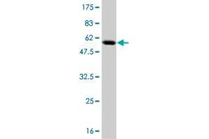 Western Blot detection against Immunogen (54. (TAZ antibody  (AA 1-262))