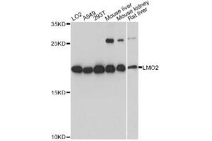 Western blot analysis of extracts of various cell lines, using LMO2 antibody. (LMO2 antibody  (AA 1-158))