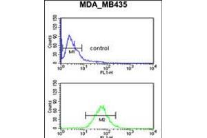 Flow cytometric analysis of MDA-MB435 cells (bottom histogram) compared to a negative control cell (top histogram). (GnRH2 antibody  (AA 26-53))