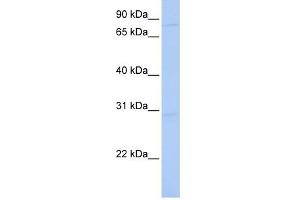 HNRNPU antibody used at 1 ug/ml to detect target protein. (HNRNPU antibody)