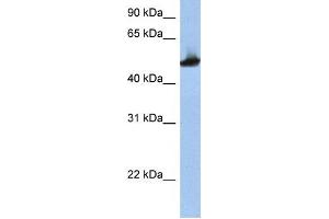 Western Blotting (WB) image for anti-Tubulin, beta 2A (TUBB2A) antibody (ABIN2458477)