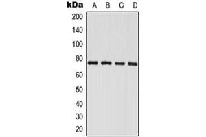 Western blot analysis of PAK6 expression in HeLa (A), LOVO (B), mouse brain (C), rat brain (D) whole cell lysates. (PAK6 antibody  (C-Term))