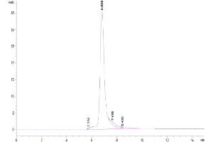 The purity of Human THSD7A is greater than 95 % as determined by SEC-HPLC. (THSD7A Protein (AA 48-1607) (His tag))