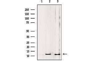 Western blot analysis of extracts from various samples, using MRPL53 Antibody. (MRPL53 antibody  (Internal Region))