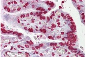 Anti-EGR3 antibody IHC staining of human placenta. (EGR3 antibody  (AA 143-192))