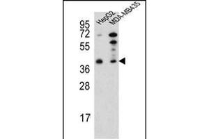 Western blot analysis of RP16 Antibody (C-term) (ABIN652189 and ABIN2840724) in HepG2,MDA-M cell line lysates (35 μg/lane).