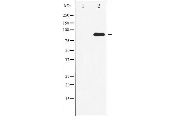 STAT3 antibody  (C-Term)