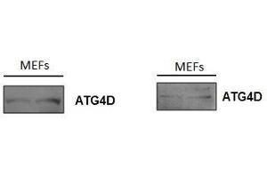Image kindly submitted by Dr. (ATG4D antibody  (AA 381-474))