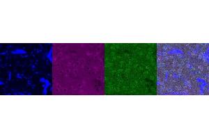 Immunohistochemistry (IHC) image for anti-Serotonin Receptor 1A (HTR1A) antibody (ABIN7456239) (Serotonin Receptor 1A antibody)