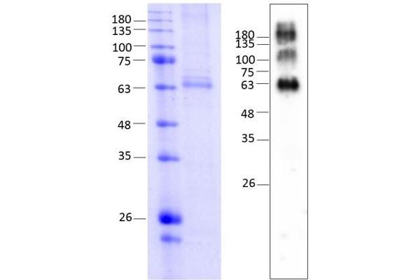 MC4R Protein (AA 1-332) (Strep Tag)