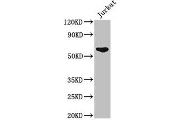 UAP1 antibody  (AA 1-522)