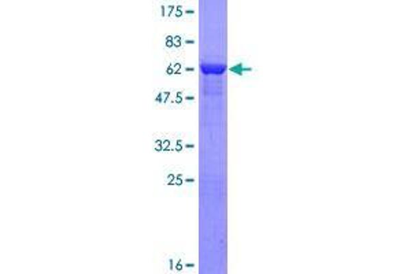 ATP6V1C2 Protein (AA 1-381) (GST tag)