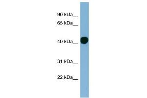 H2AFY antibody used at 1 ug/ml to detect target protein. (H2AFY antibody  (N-Term))