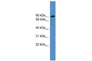 ARMC8 antibody used at 0.