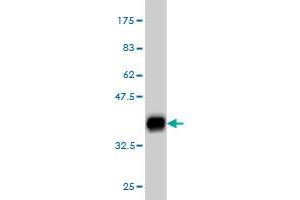 DCUN1D1 antibody  (AA 1-89)