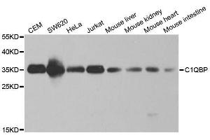 Western blot analysis of extracts of various cell lines, using C1QBP antibody. (C1QBP antibody  (AA 74-282))